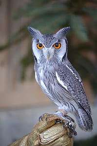 shallow focus photography of gray and black owl