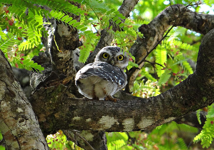 gray owl on tree branch