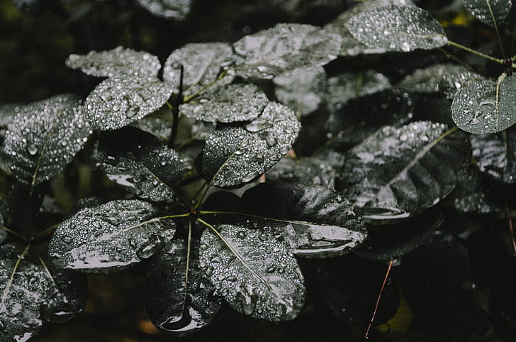 wet leaves of plant