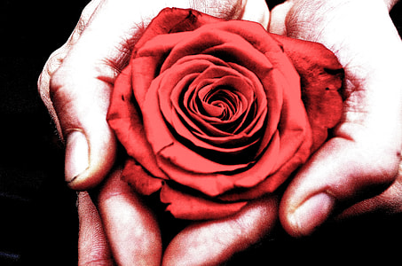 macro photography hands holding red rose
