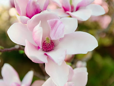 white and pink petaled flower at daytime
