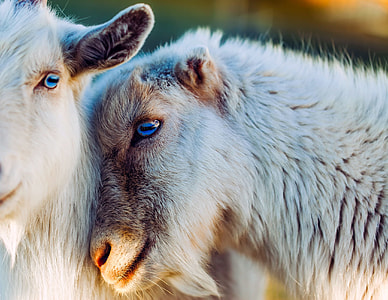 closed up photography of two white goats