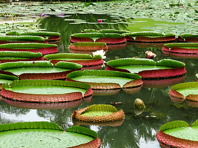 green plants on body of water during daytime