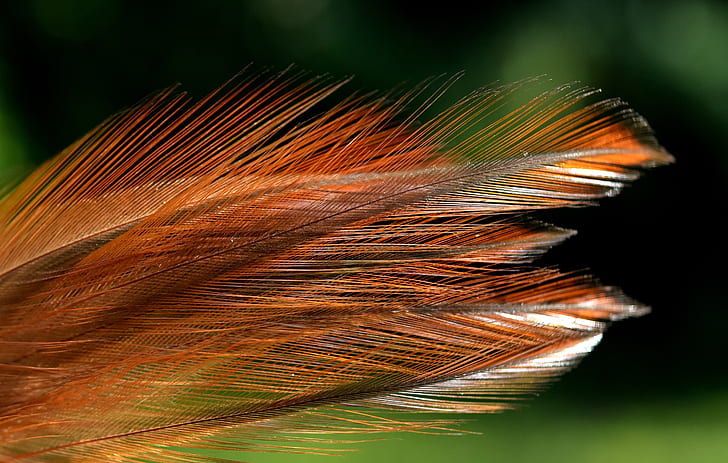 brown feather