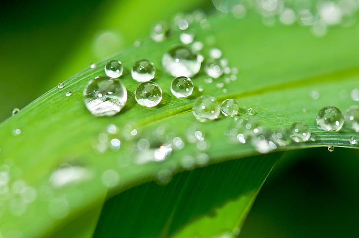 clear water droplets on leaf in macro shot