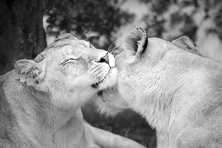 lioness photo