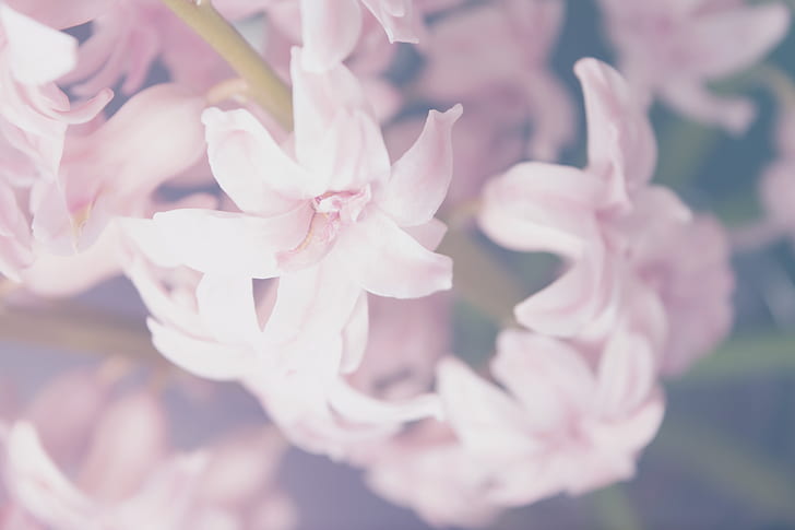 closeup photography of pink petaled flowers