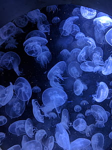 group of jelly fish