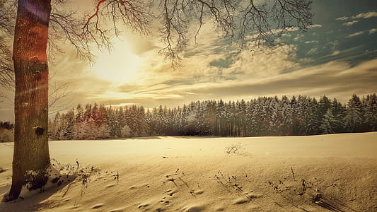 panoramic photography of pine trees coated by snow ice under sun