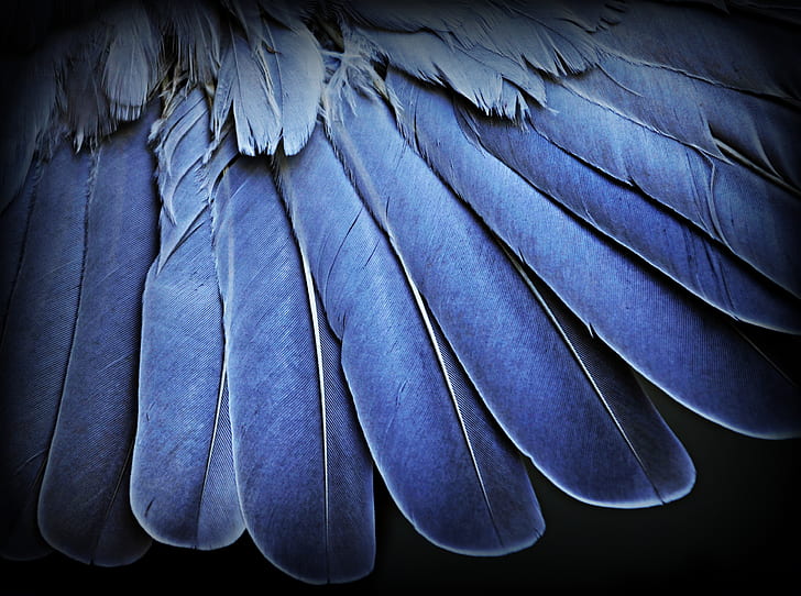 blue feathers in closeup photography