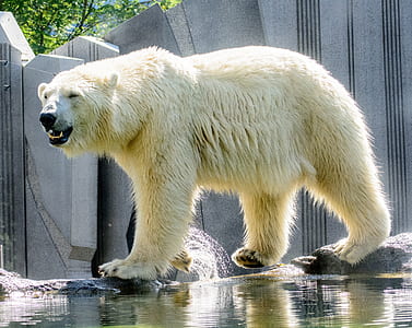 photo of white polar bear