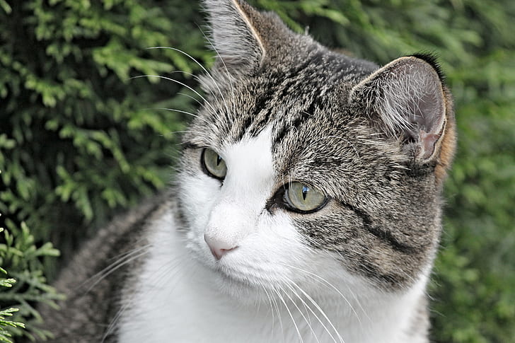 closeup photo of silver tabby cat near green plant