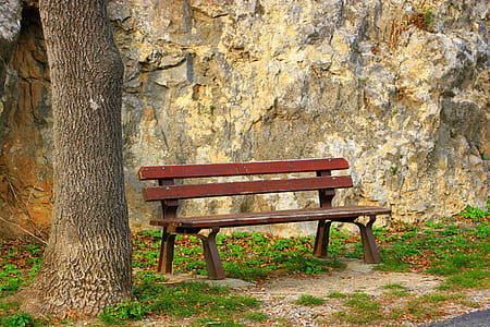 brown bench beside tree