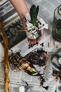 Woman planting seedlings on a newspaper covered table with quail eggs