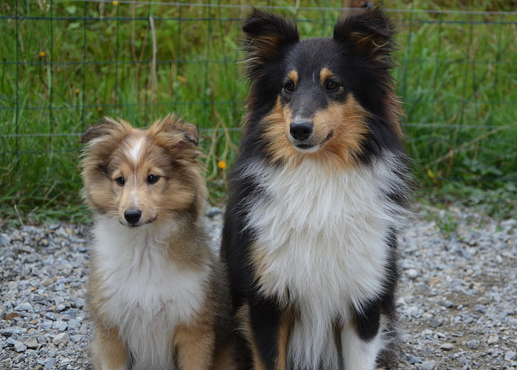 sheltie collie mix black and white