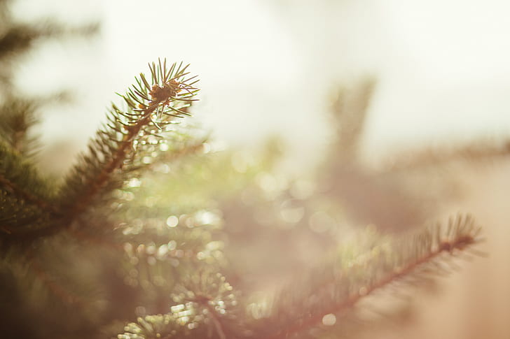 selective focus photography of pine tree leaf