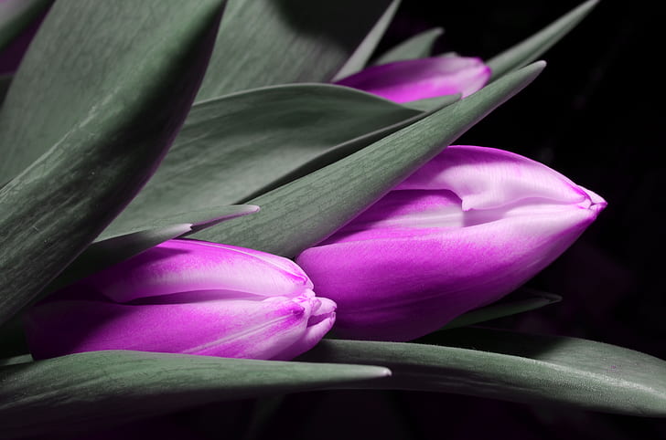 closeup photography of purple tulips