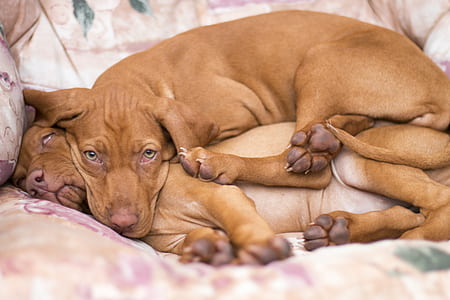 two medium short-coated tan puppies laying on sofa