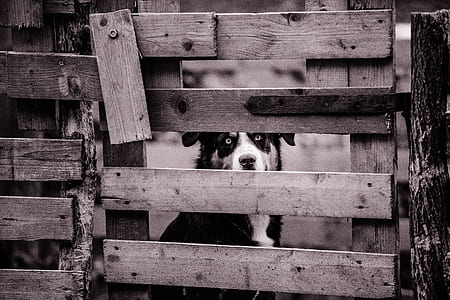 grayscale photo of an adult dog peeking through wooden gate
