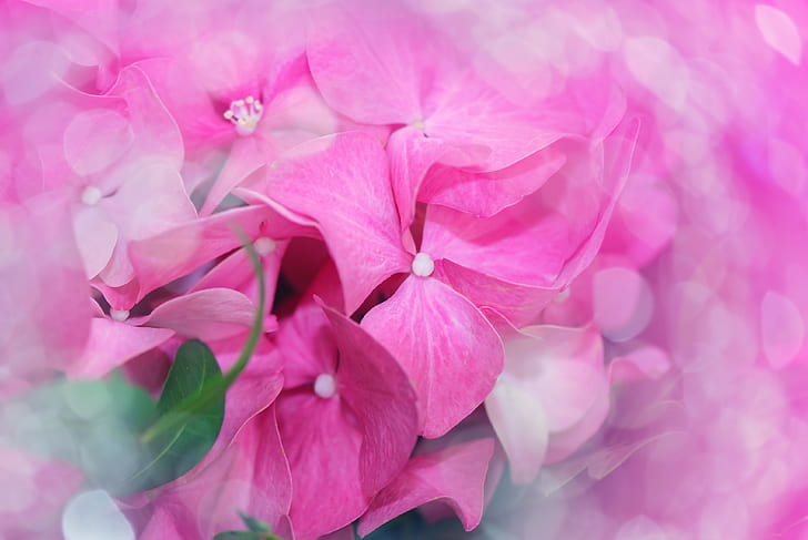 macro shot photo of pink flowers