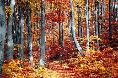 photo of tall gray-red-and-yellow leaf trees