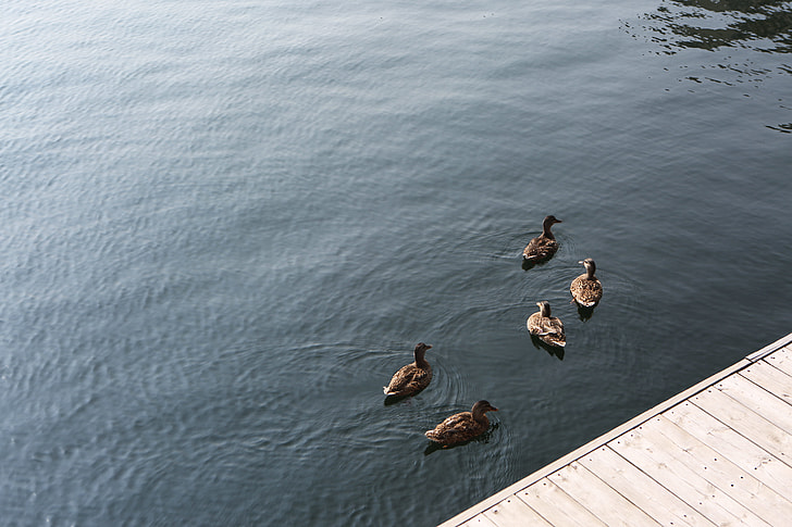 five female Mallard Ducks near boardwalk