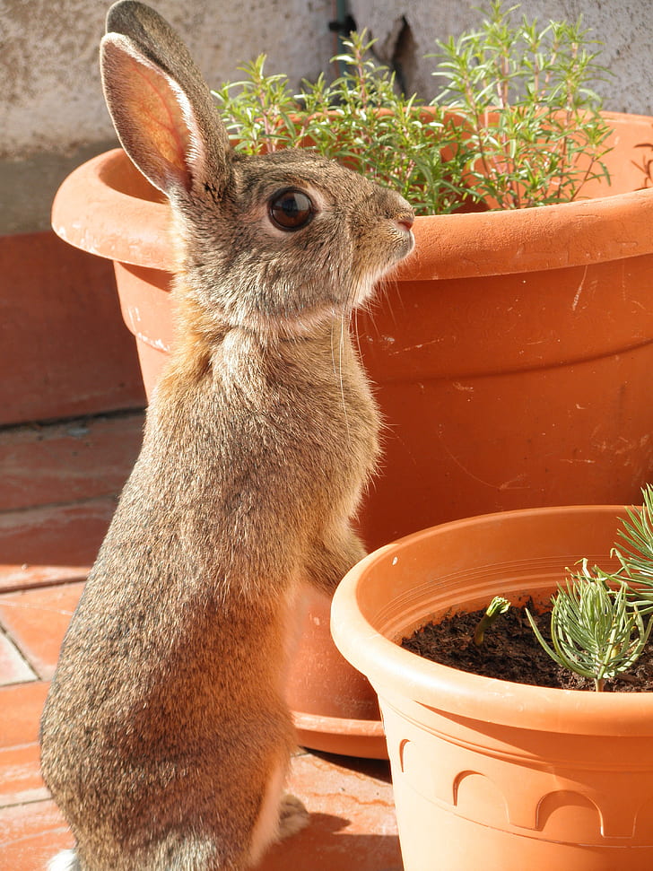 gray rabbit standing near potted green plants