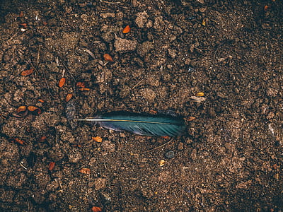 blue feather on brown soil