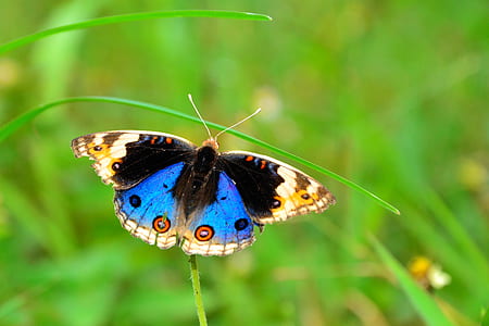 blue and brown butterfly on plant during daytime