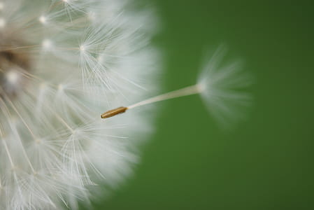 macro photography of dandelion