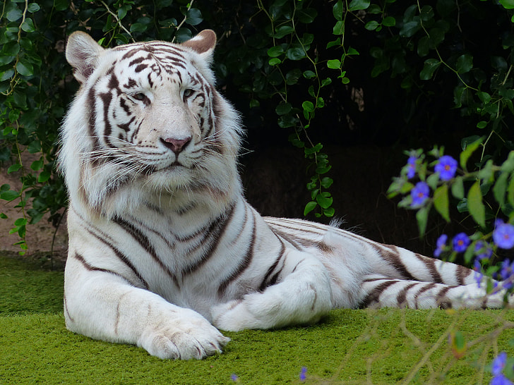 white tiger prone lying on sod