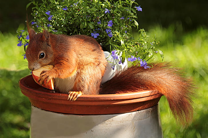 brown squirrel eating cheese on white and brown pot
