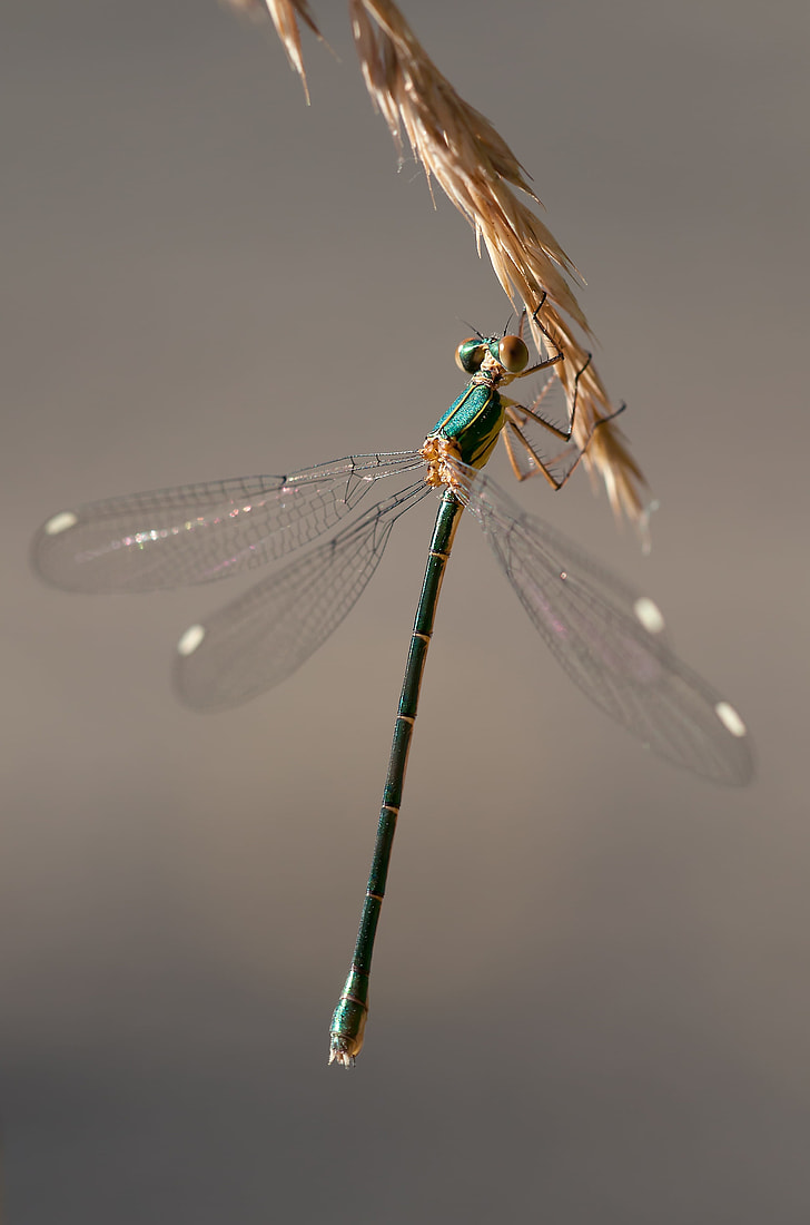 blue damselfly perched on brown leaf closeup photography
