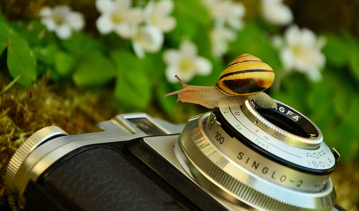snail on gray and black compact camera