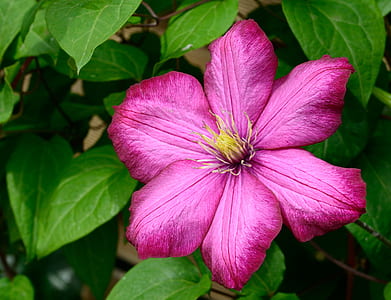 pink clematis flower