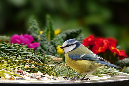 yellow, blue, and white bird perched on table