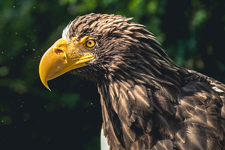 close up photo of yellow beaked black and white eagle