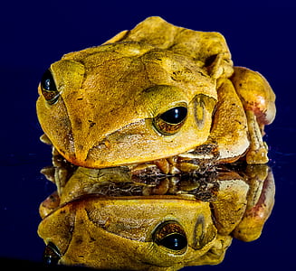 Yellow and Brown Frog