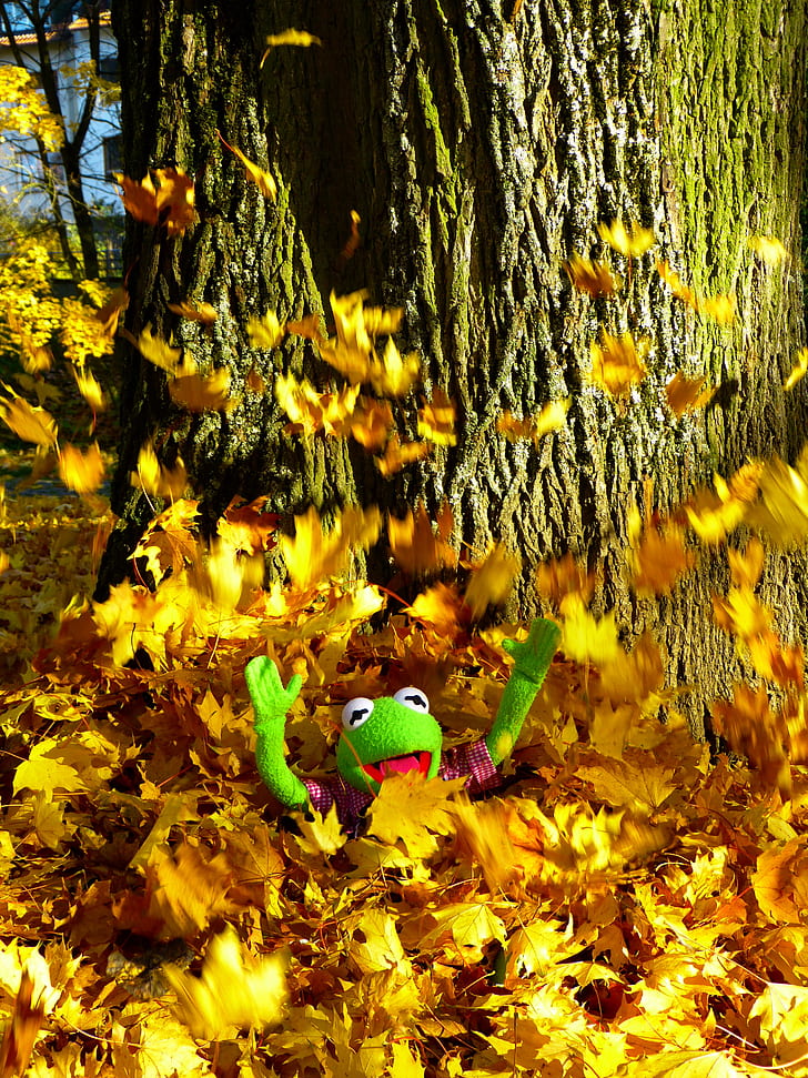 Kermit the frog half buried with maple leaves