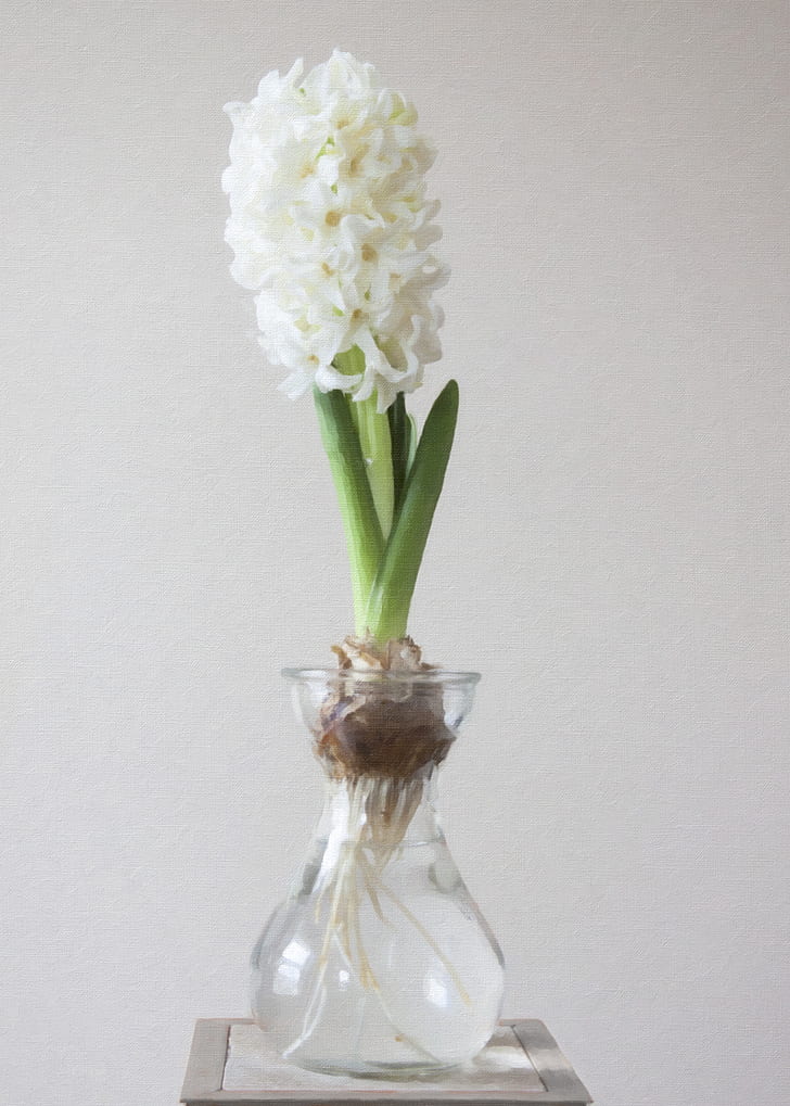 Photography of White Flower on Clear Glass Vase