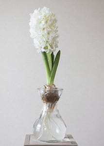 Photography of White Flower on Clear Glass Vase