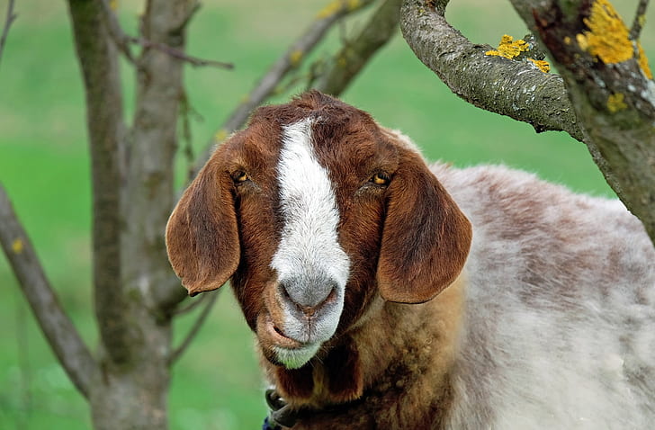 close up photo of goat near tree