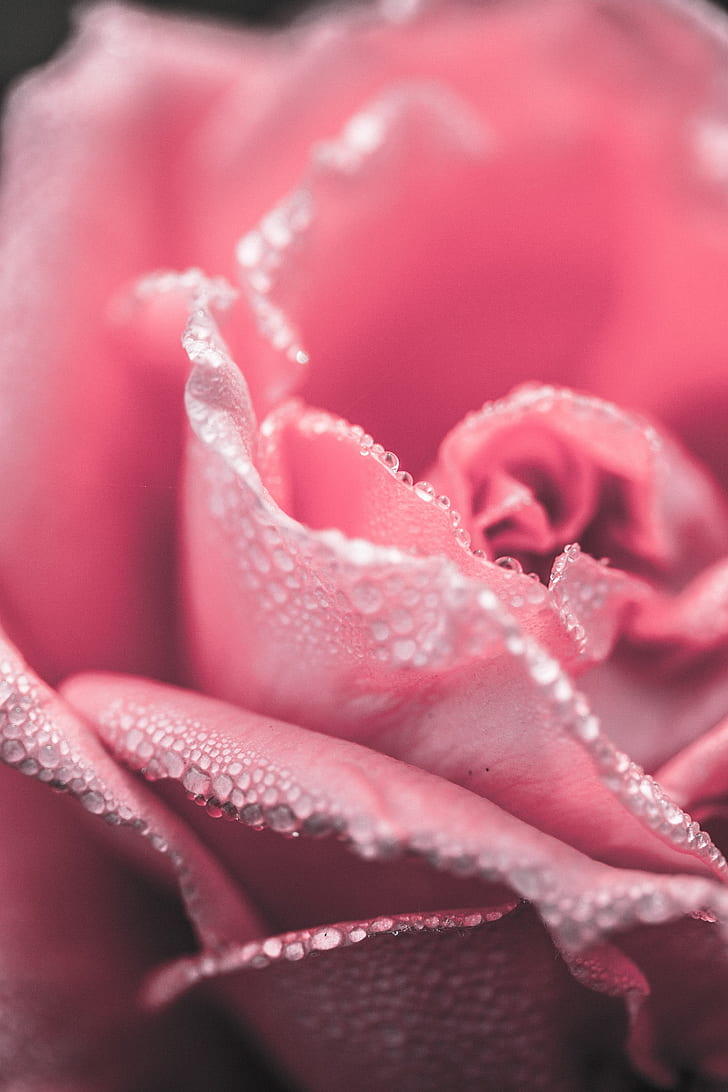 shallow focus photography pink rose