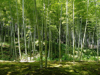 green bamboo trees at daytime