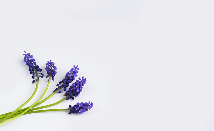 five lavender flowers