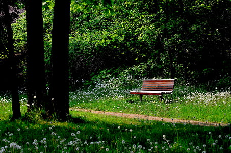 brown wooden bench in the middle of park