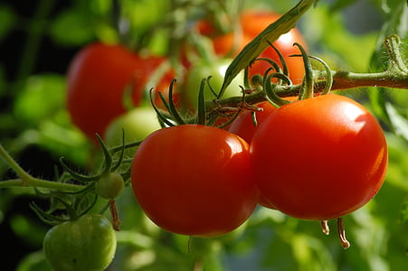 selective focus photo of tomato fruits