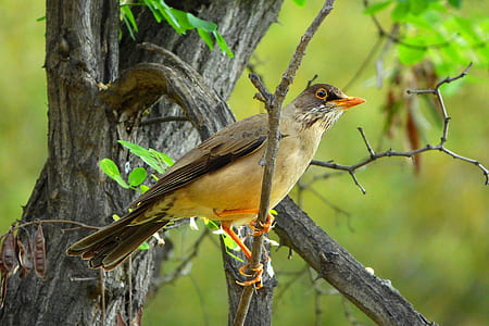 brown and gray bird on tree branch