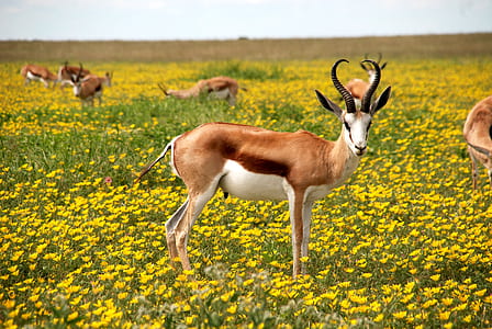 brown antelope standing on yellow bed flowers