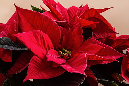 closeup photography of red poinsettia flowers